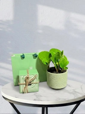 Peperomia with Patchi