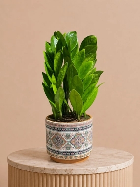 Ramadan Zamia plant