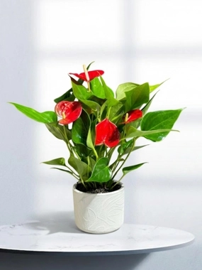 Anthurium plant