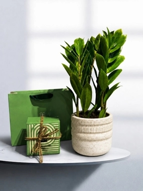 Zamioculcas with Patchi