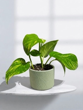 Scandapos plant