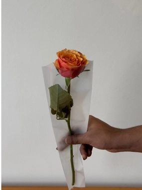 Single orange rose