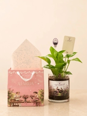Lily plant