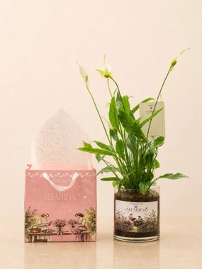 Peace Lily plant