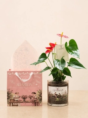 Anthurium plant