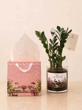 Zamia plant