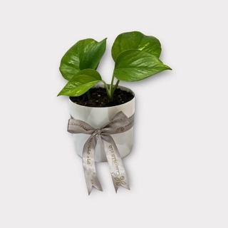Pothos