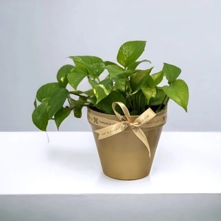 Pothos