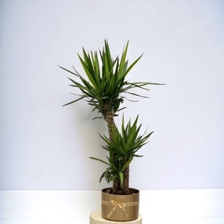 Yucca