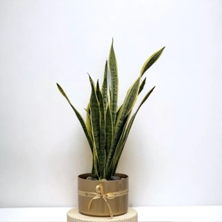 Sansevieria