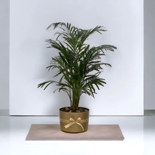 Dypsis Iutescens