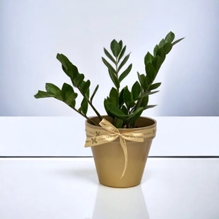 Zamioculcas